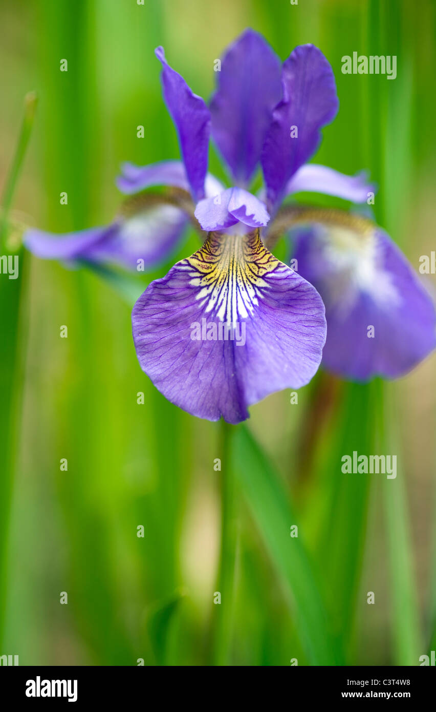 Fiore di Iris - Brevard, North Carolina, STATI UNITI D'AMERICA Foto Stock