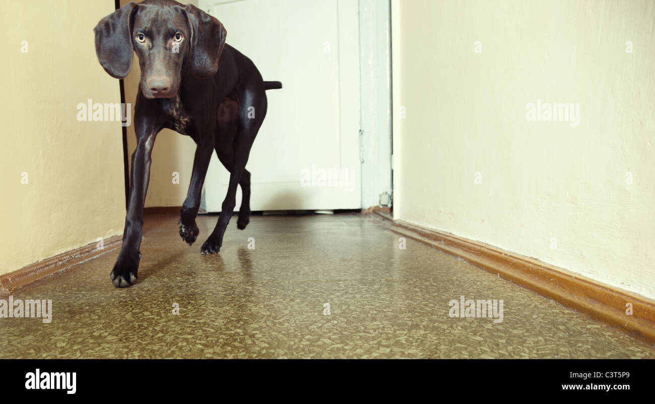 Giovane cane Kurzhaar in esecuzione in ambienti chiusi. Luce naturale e colori Foto Stock