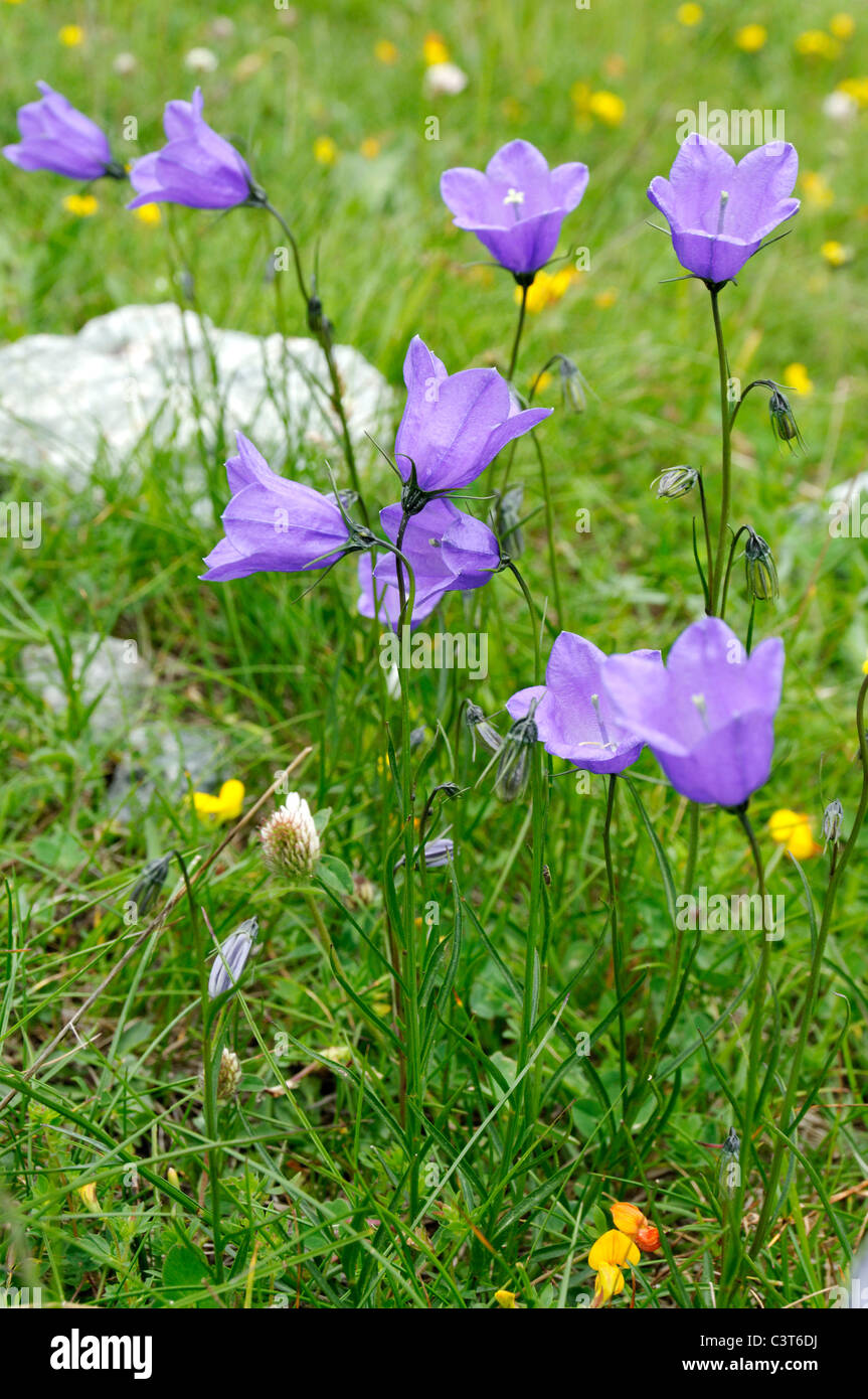 La Campanula Scheuchzers crescente nelle alpi svizzere. Foto Stock