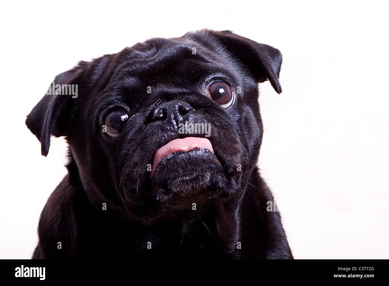 Black pug Foto Stock
