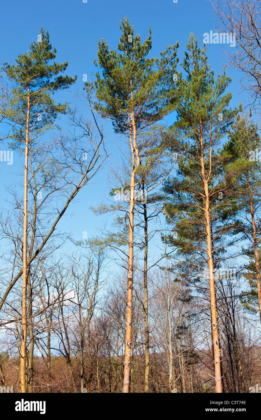 Paesaggio con alti pini contro il cielo blu Foto Stock