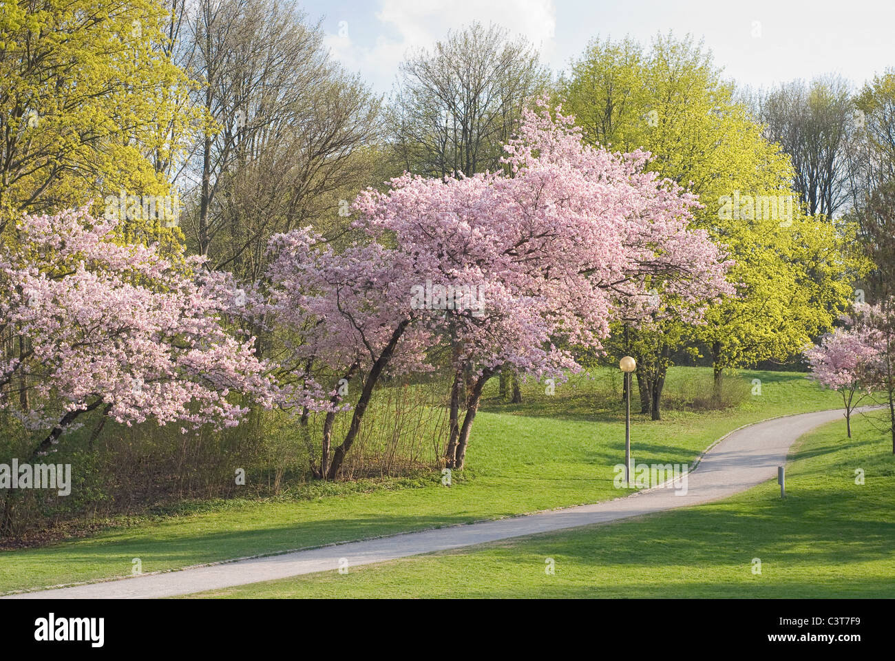 Passeggiata attraverso il tranquillo paesaggio di primavera con fiori Foto Stock