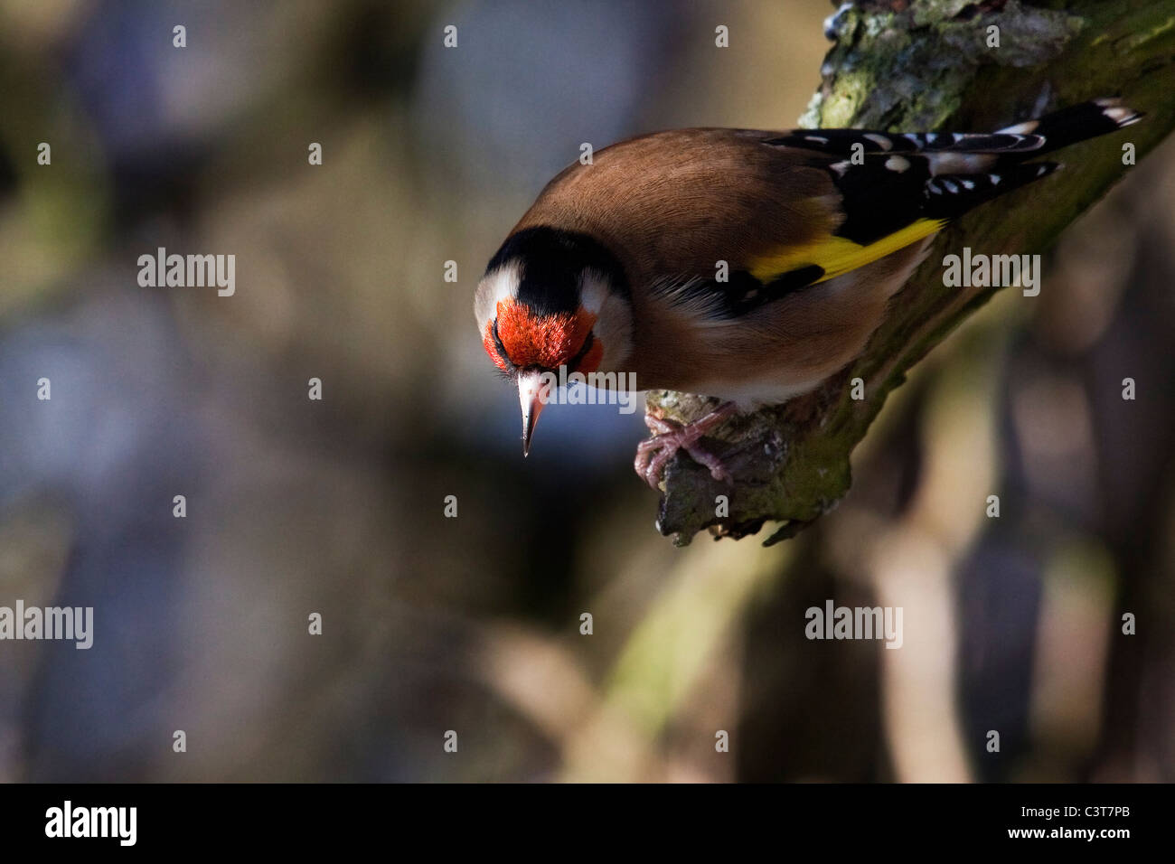 Cardellino - Carduelis carduelis Foto Stock