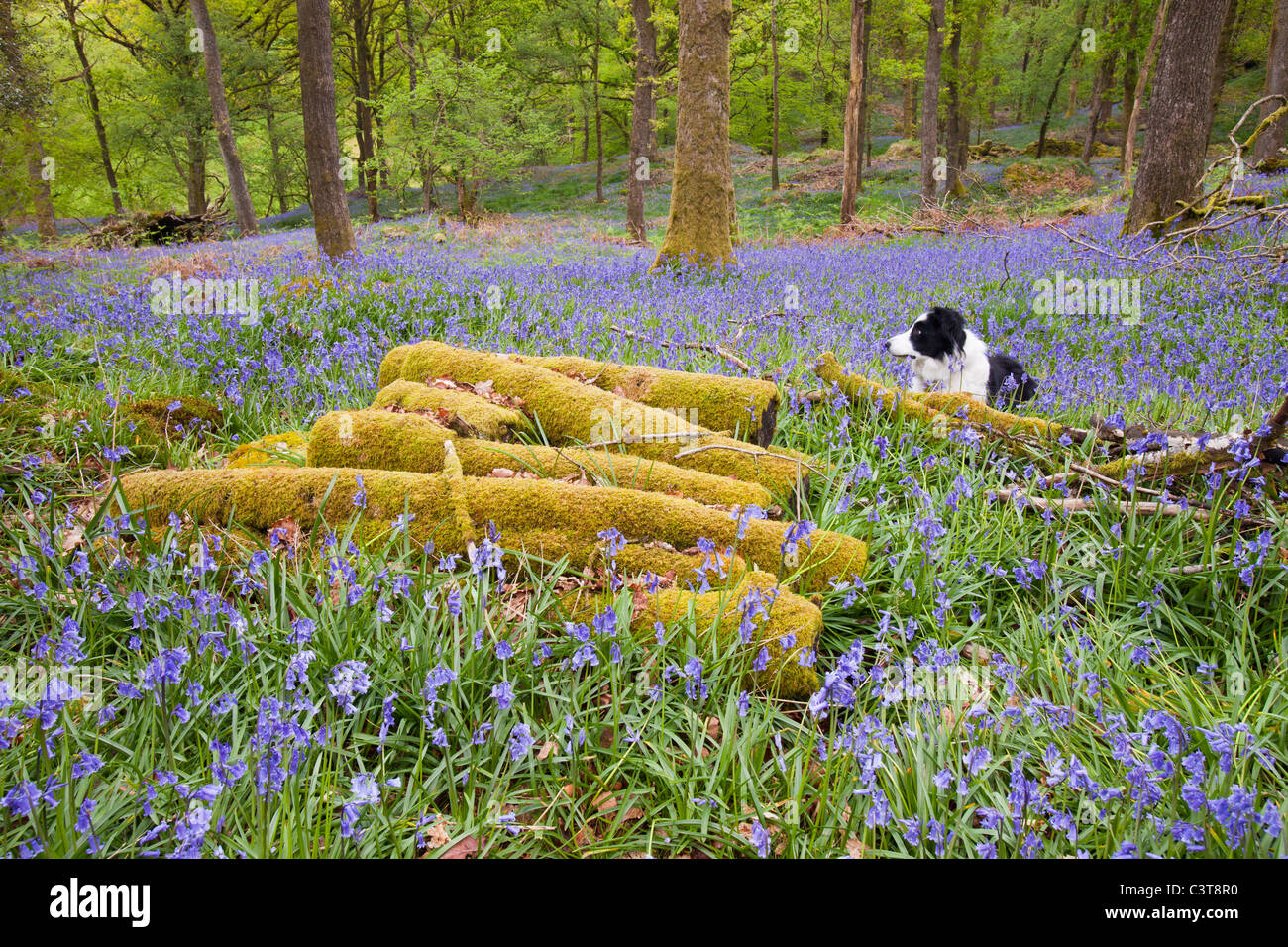 Bluebells nel bosco a Jiffy Knotts vicino a Ambleside, Lake District, UK. Foto Stock