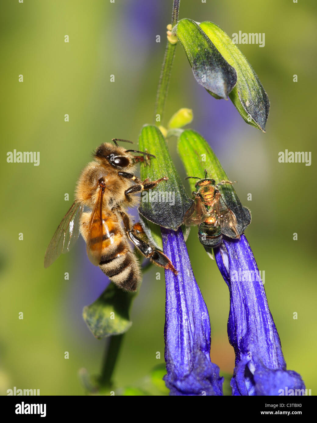 Un miele delle api Nectaring sui fiori viola, Apis mellifera Foto Stock