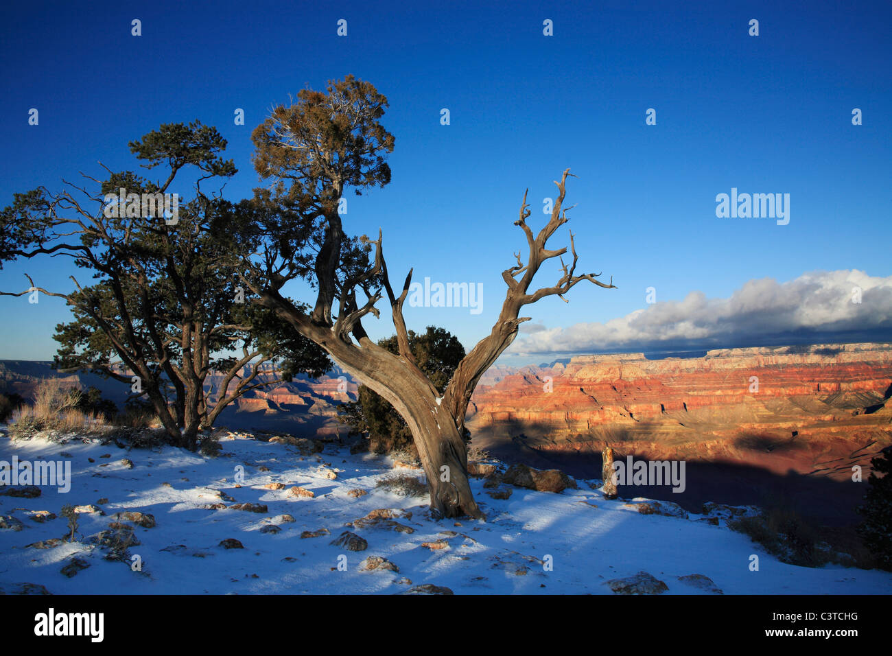Una struttura ad albero e la neve fresca in corrispondenza del bordo, il Parco Nazionale del Grand Canyon, Arizona, Stati Uniti d'America, East Rim Foto Stock