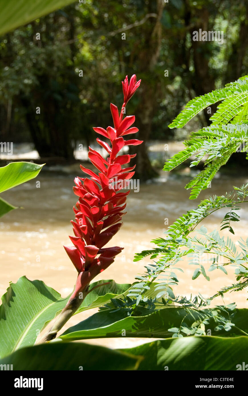 Red Ginger, Alpina purpurata, noto anche come il re della giungla Foto Stock