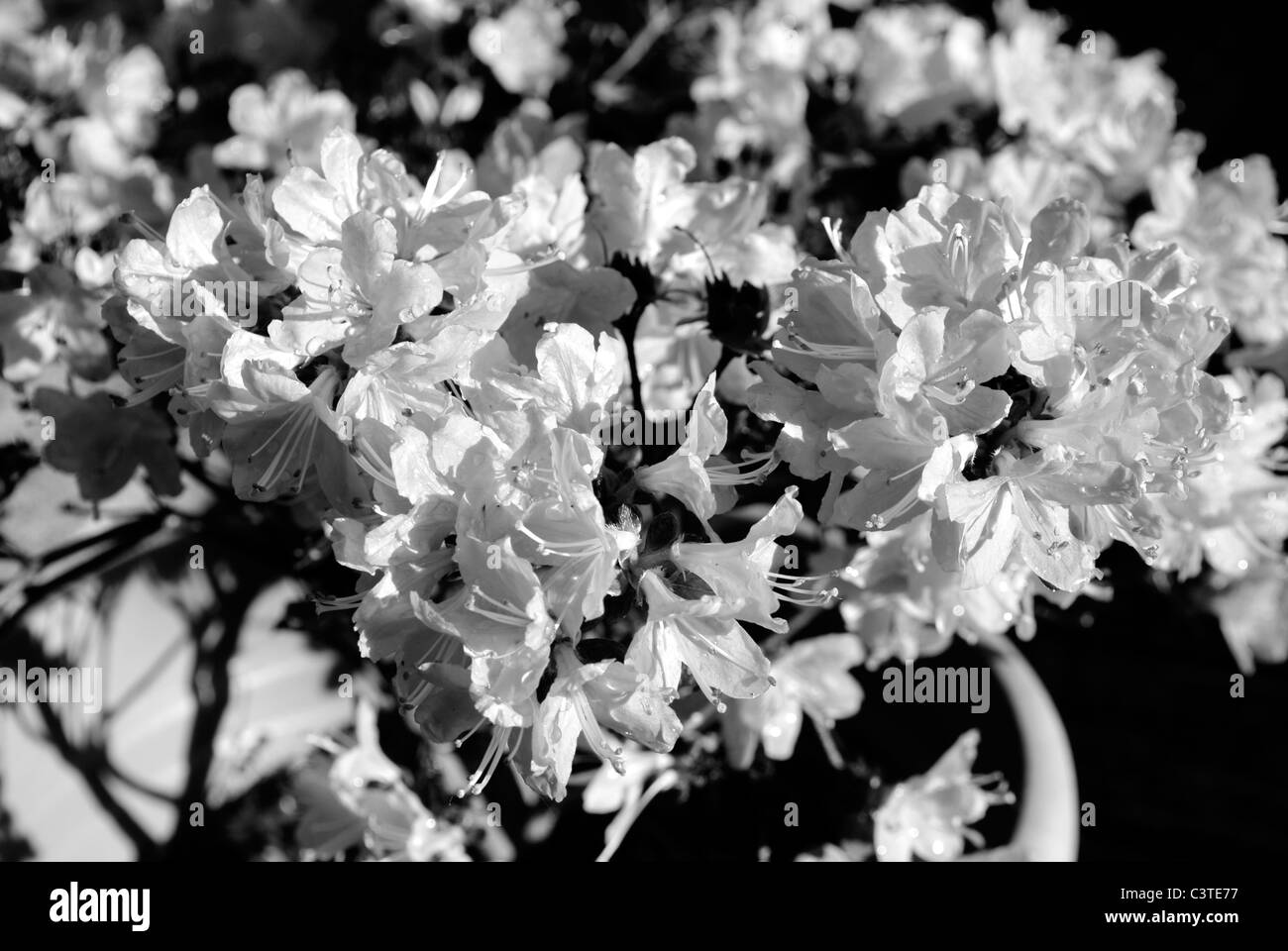 Un Bianco & Nero vista di un Azalea kermesina in una pentola Foto Stock