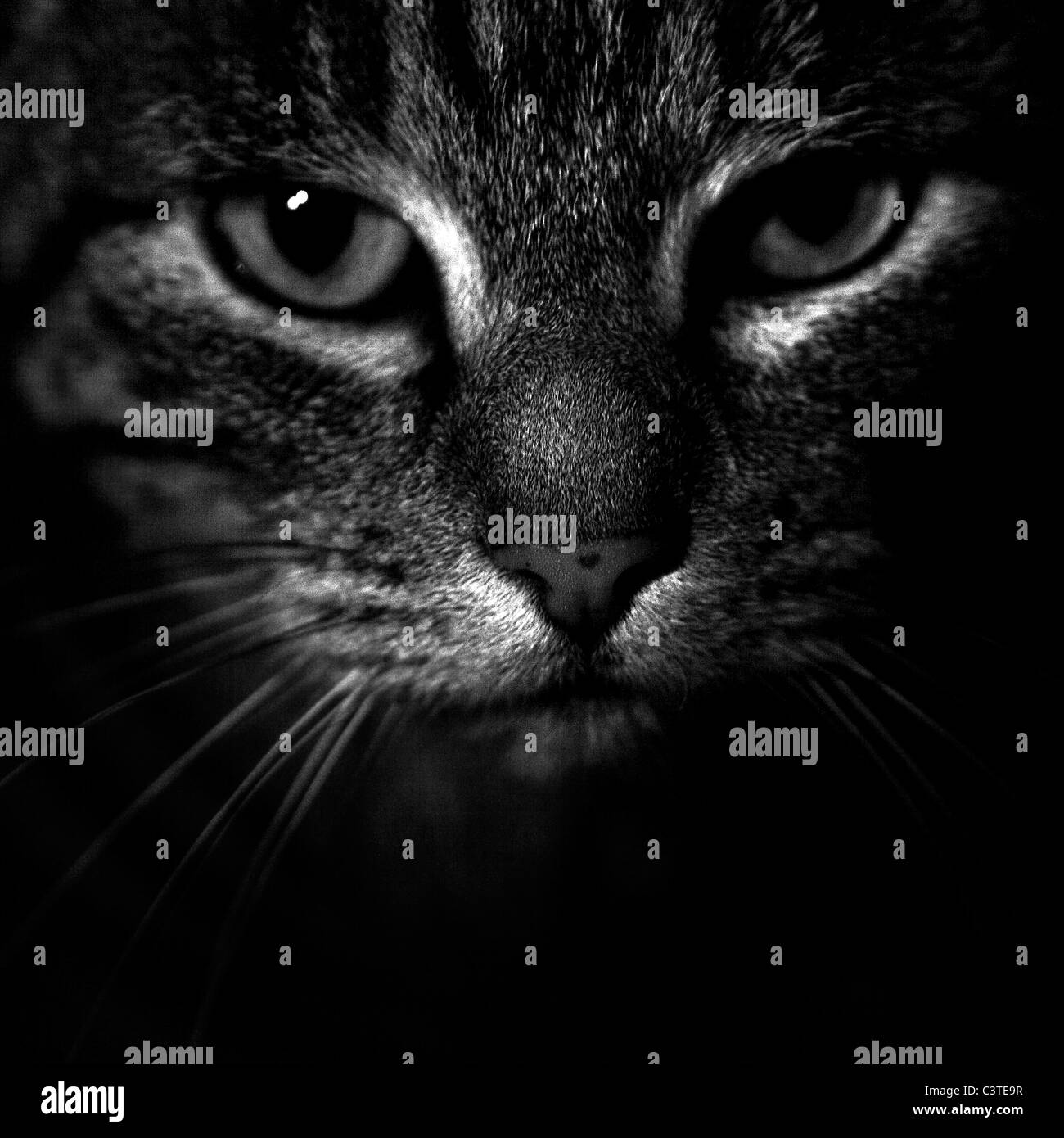 Gatto di tabby Foto Stock