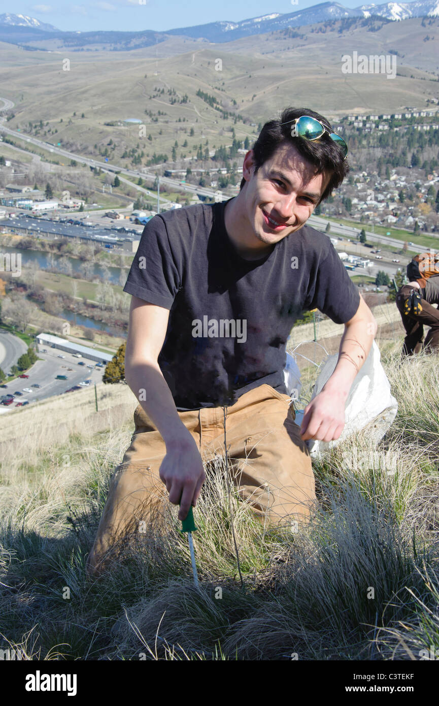Fiordaliso invasiva è tirato da volontari durante un sentiero restauro evento sul Monte Sentinel in Missoula, Montana. Foto Stock