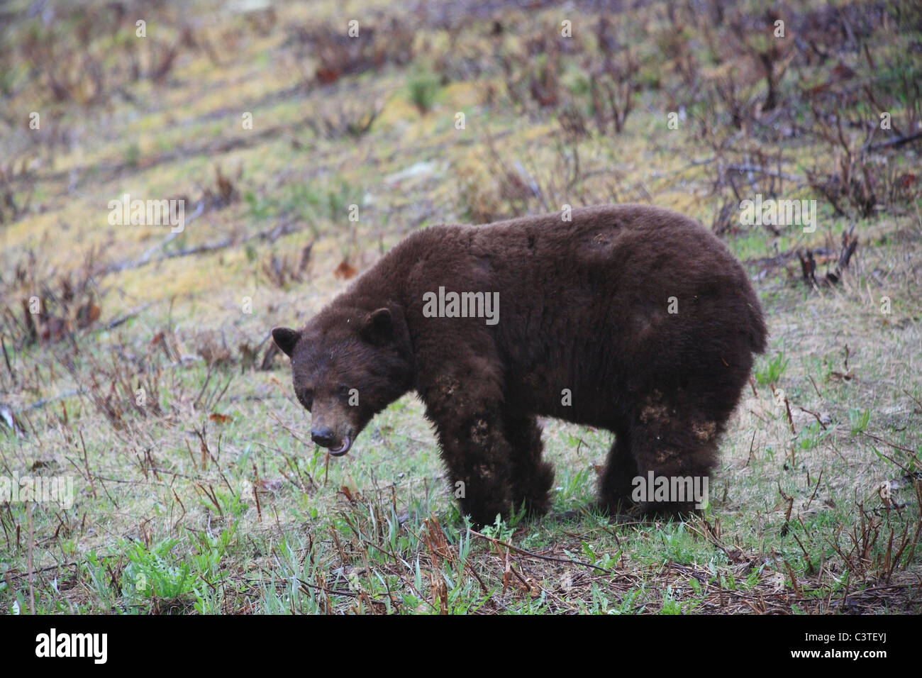 Di colore marrone black bear appena uscito dalla modalità di ibernazione, vicino al Grande Oliver Creek, British Columbia Foto Stock