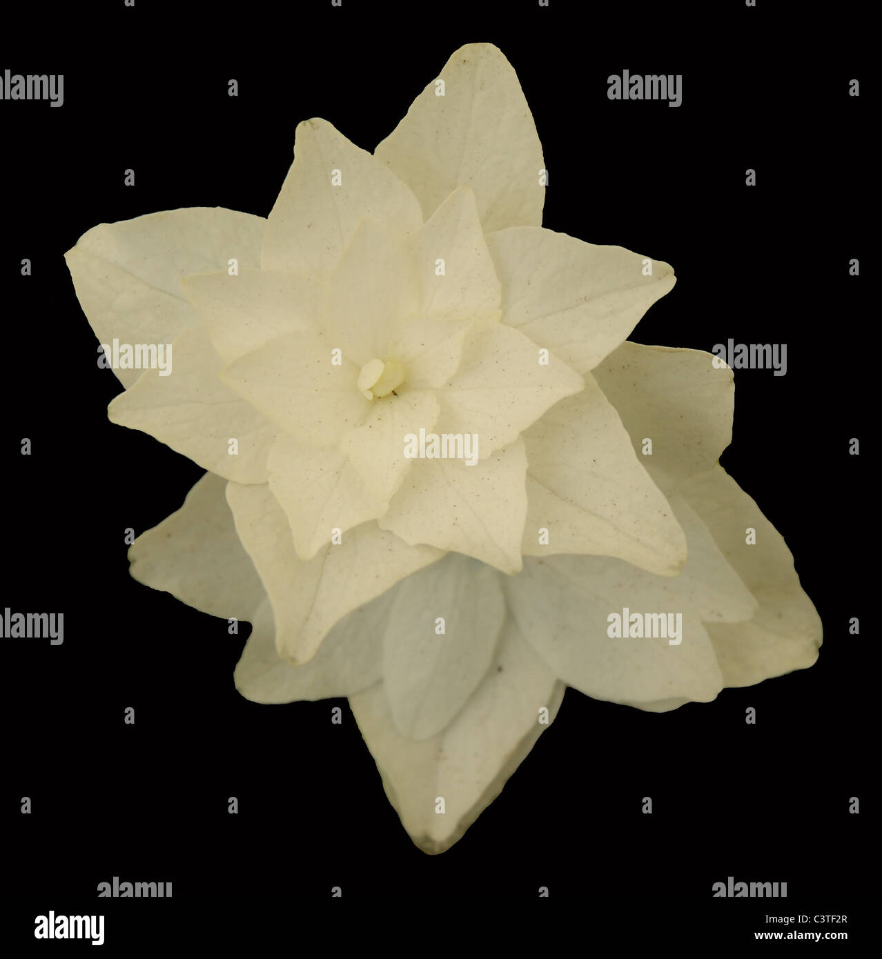 Hydrangea - Fire Works Foto Stock