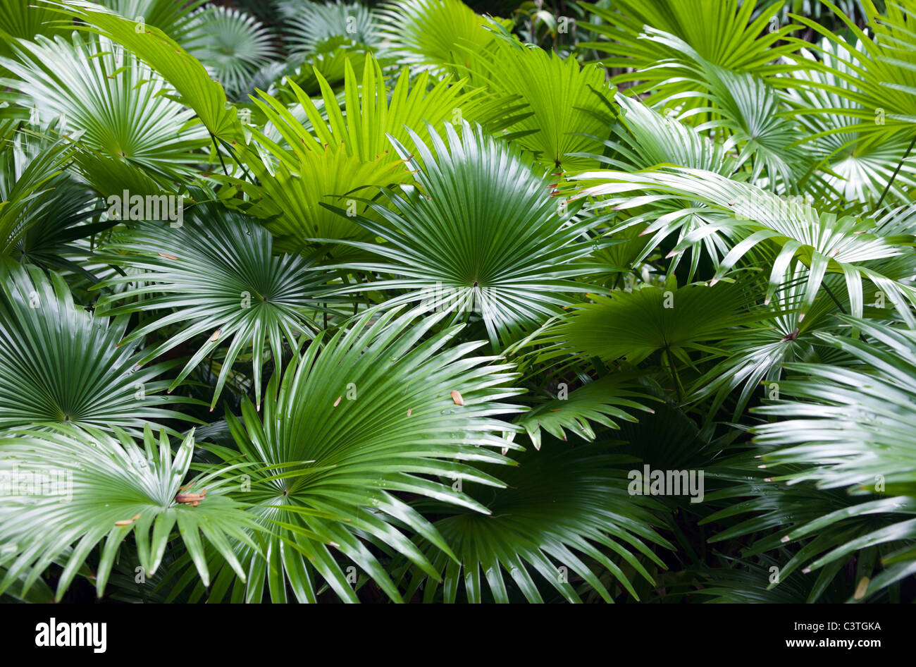 Cumuli di foglie di palmo della foresta pluviale tropicale sfondo Foto Stock