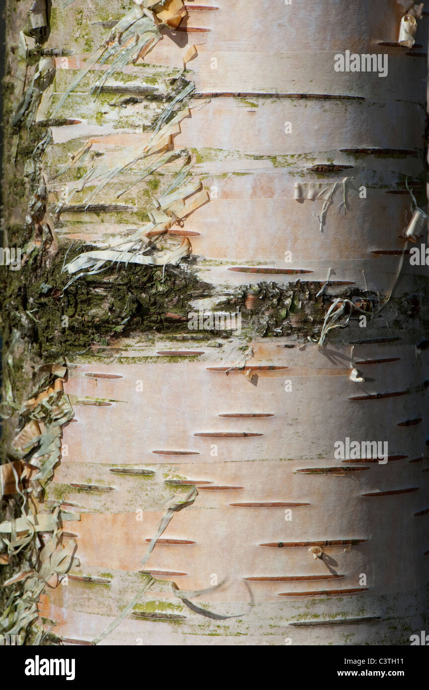 Corteccia sul tronco di un argento betulla in legno di montagna. Betula pendula Foto Stock