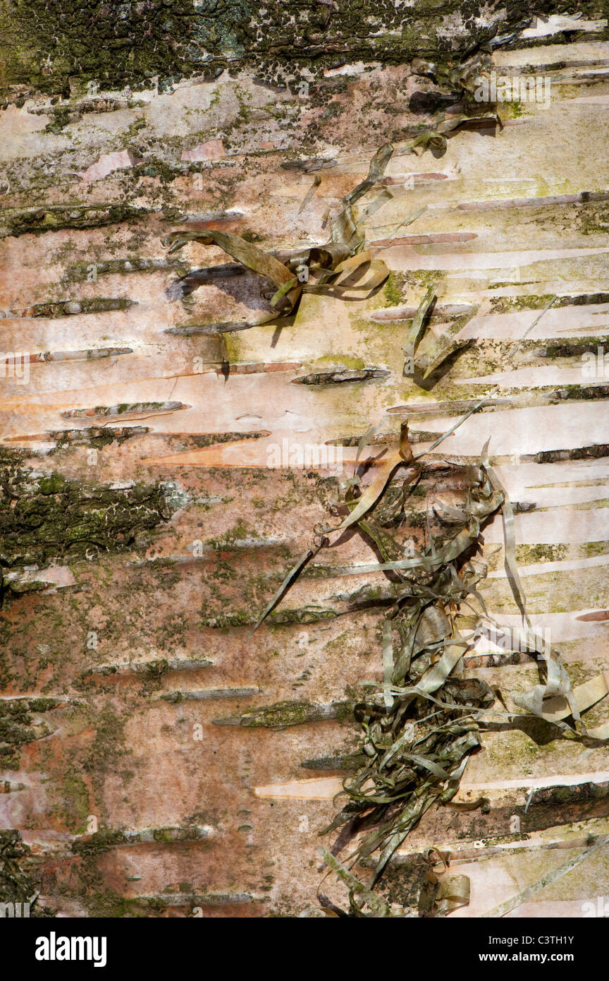 Corteccia sul tronco di un argento betulla in legno di montagna. Betula pendula Foto Stock