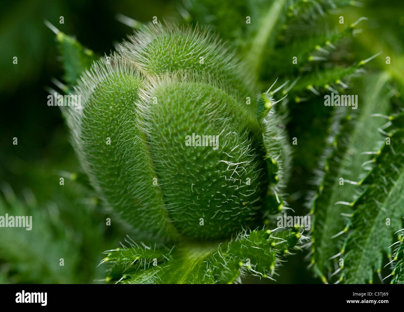 Semi di papavero, Papaver orientale. Foto Stock