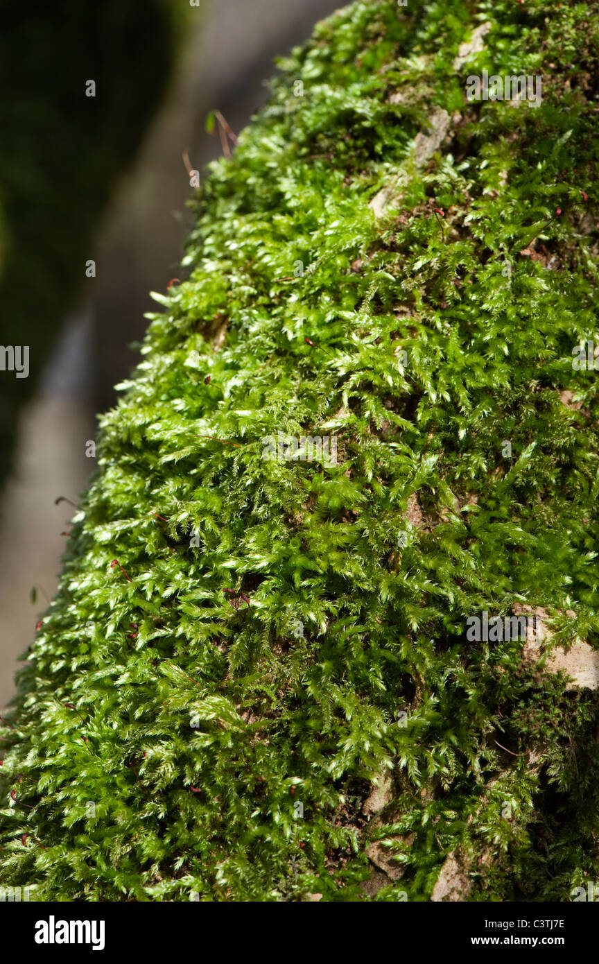 Eurhynchium praelongum moss sul tronco di albero in bosco ombreggiato. Foto Stock