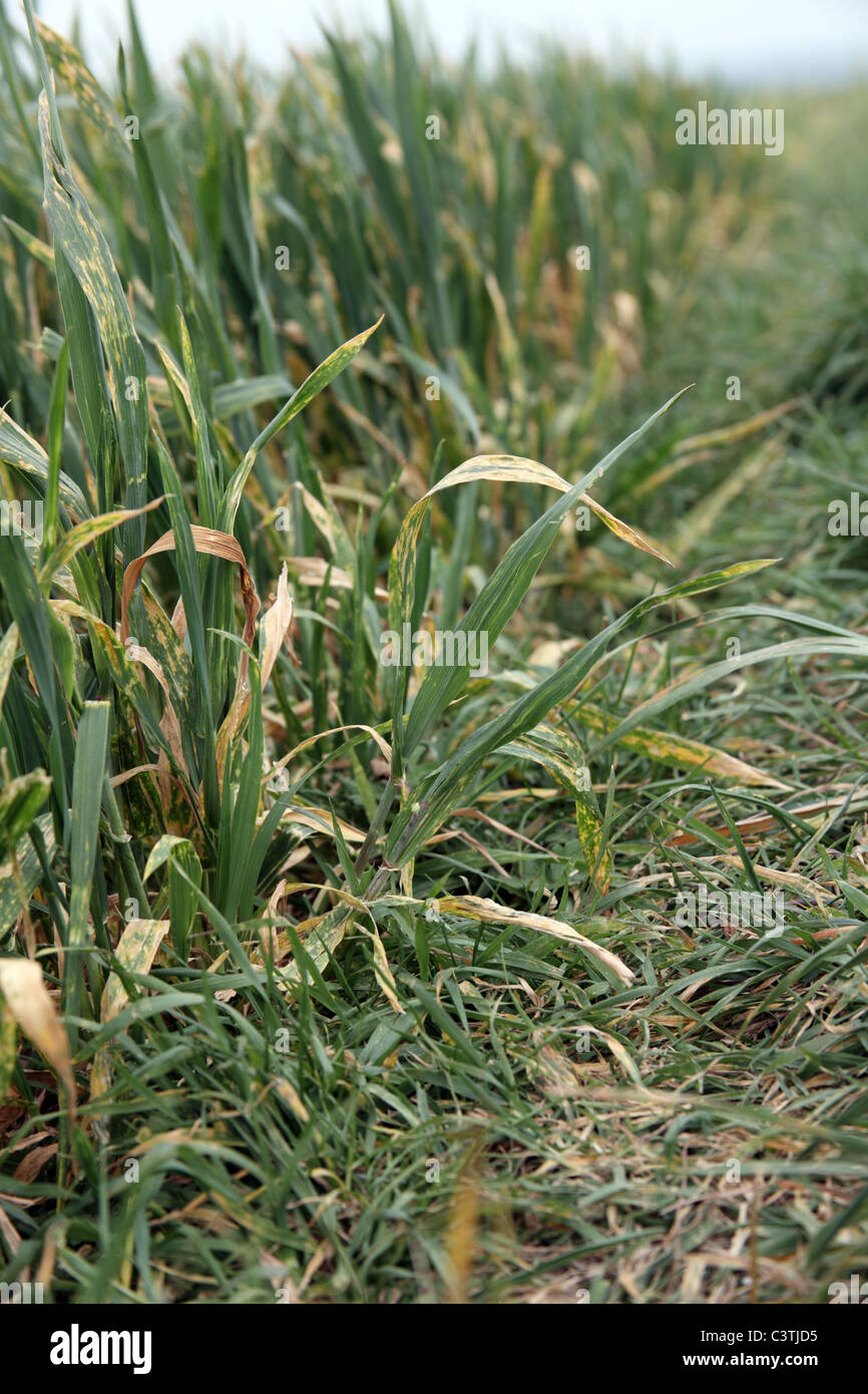 Coltivazione di grano danneggiato a causa di mancanza di pioggia Foto Stock