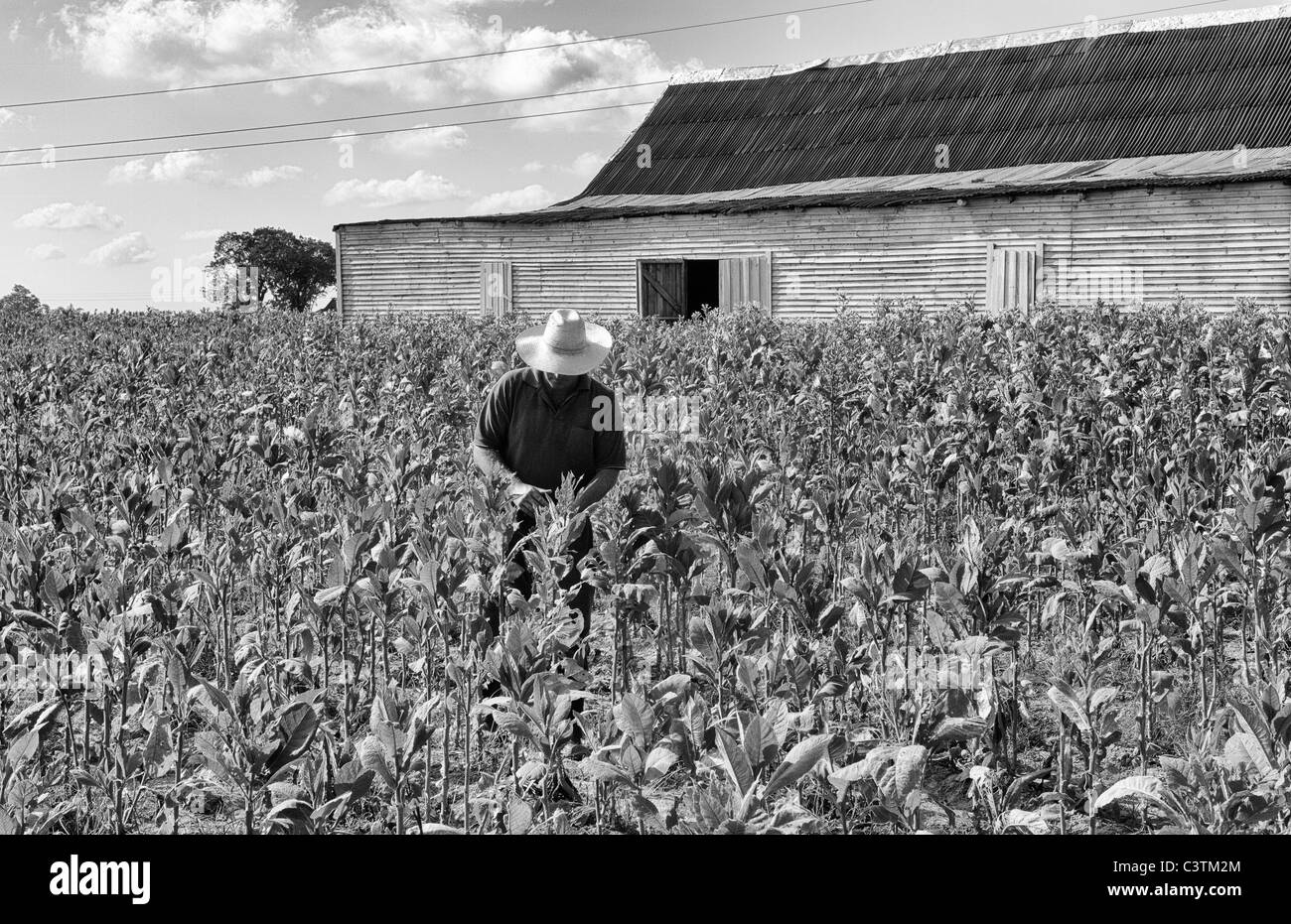 Coltivatore di tabacco tabacco di prelievo in campo nella parte anteriore del capannone a Pinar del Rio Provincia nelle zone rurali a Cuba Foto Stock