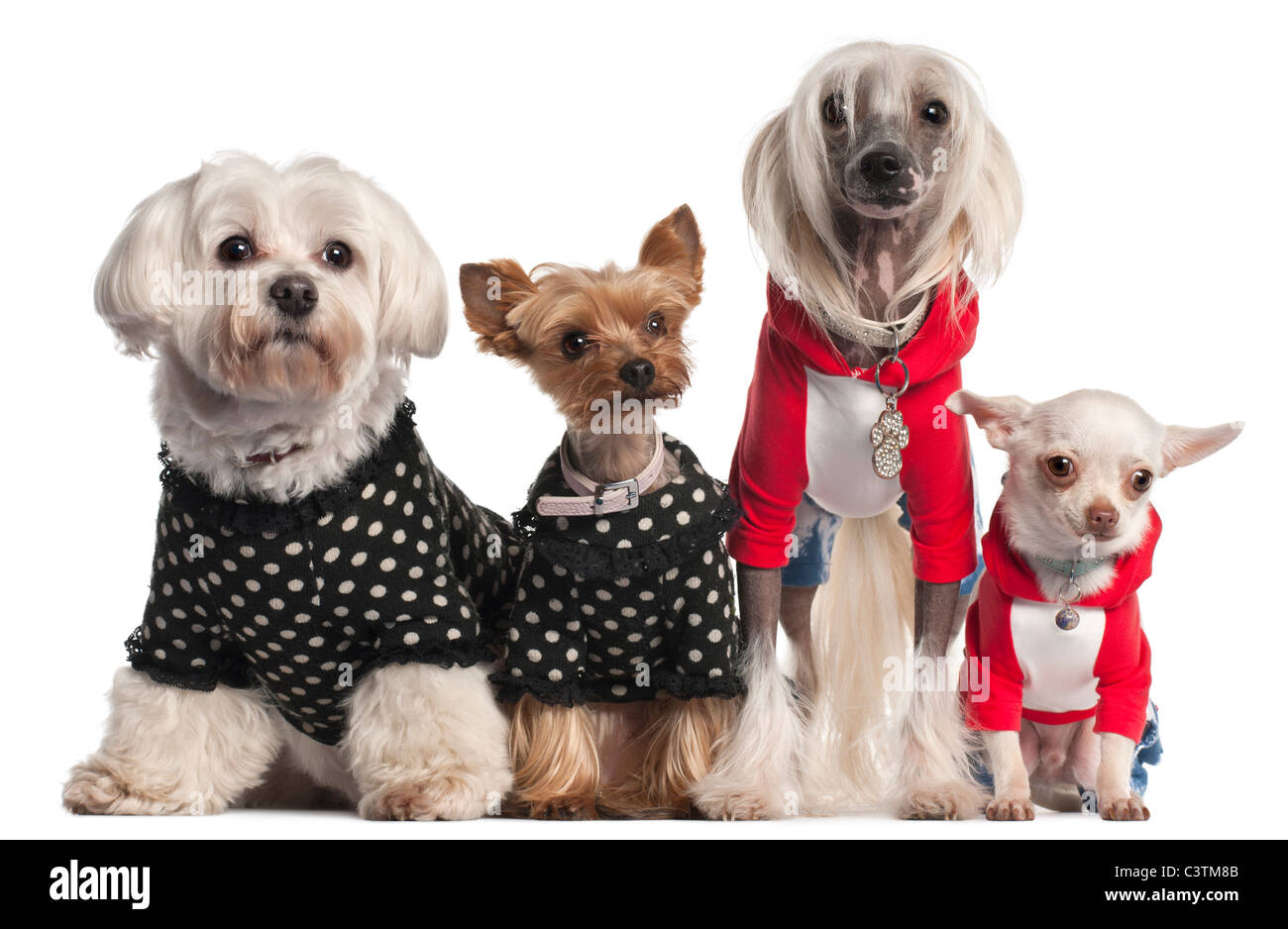 Quattro cani vestito di fronte a uno sfondo bianco Foto Stock
