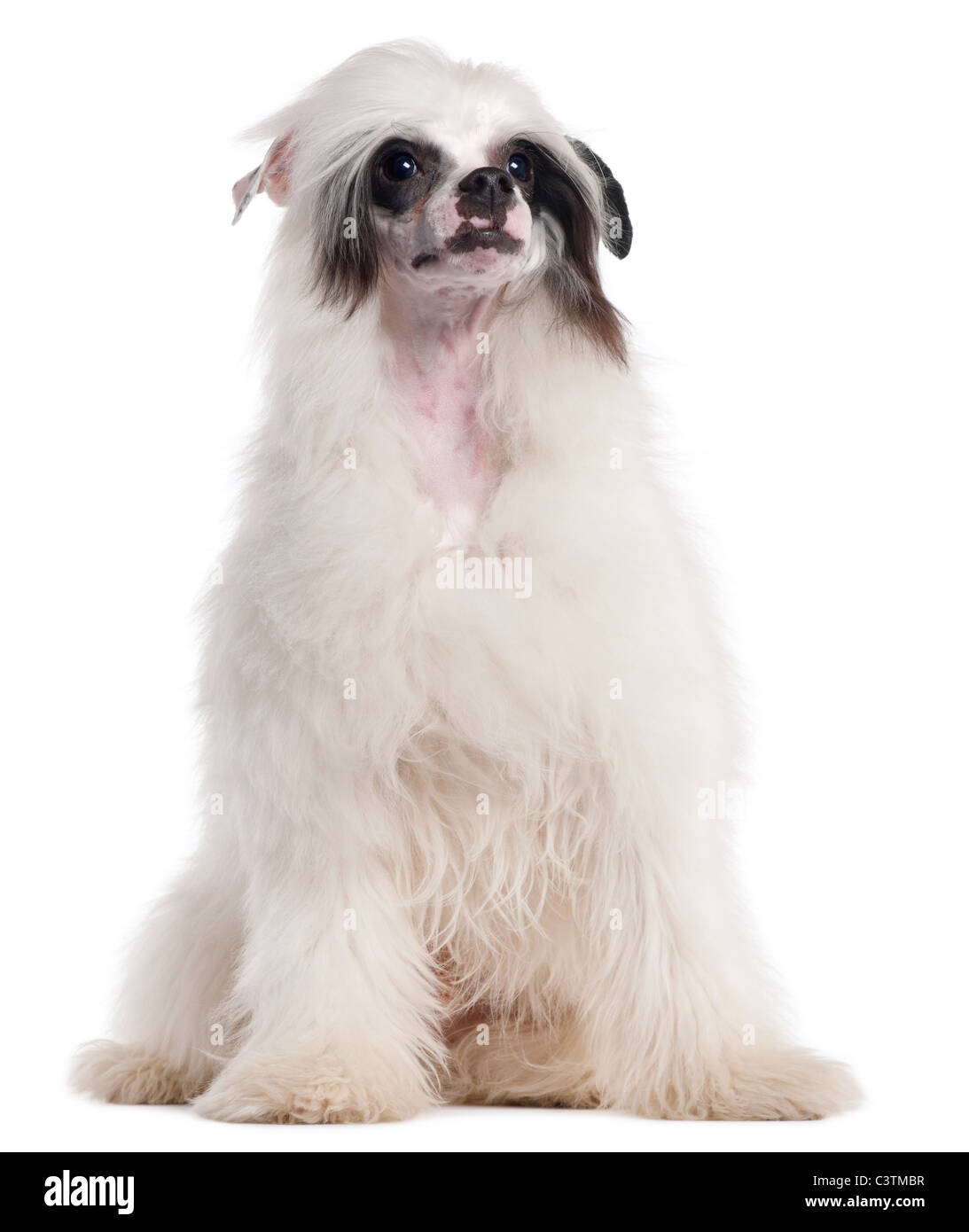 Chinese Crested Dog, 7 mesi, seduto di fronte a uno sfondo bianco Foto Stock