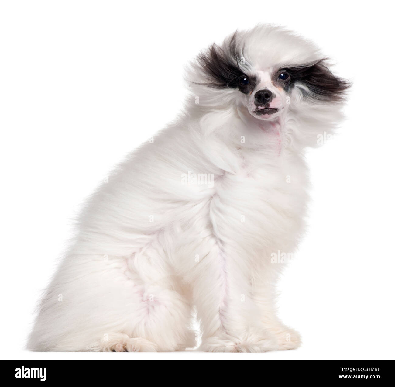 Chinese Crested Dog, 7 mesi di età, con i capelli al vento nella parte anteriore del fondo bianco Foto Stock