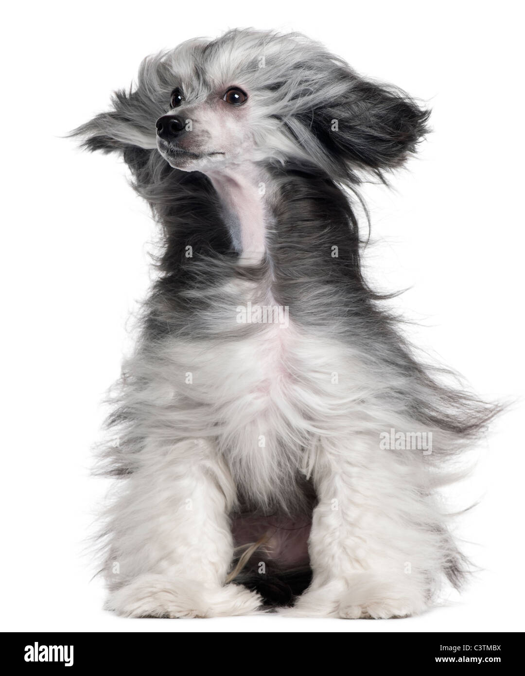 Chinese Crested Dog, quindici mesi di età, con i capelli al vento nella parte anteriore del fondo bianco Foto Stock