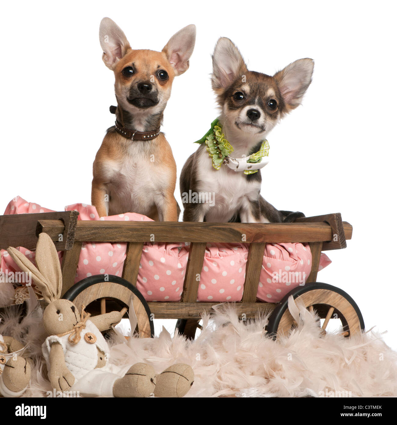 Cuccioli di Chihuahua, 3 mesi di età, seduta in cane vagone letto con animali imbalsamati davanti a uno sfondo bianco Foto Stock