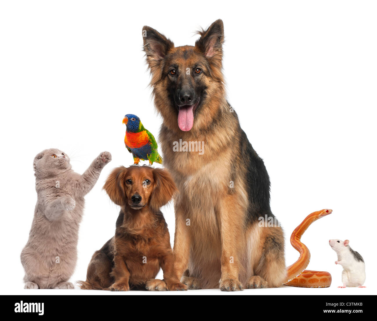 Un gruppo di animali di fronte ad uno sfondo bianco Foto Stock