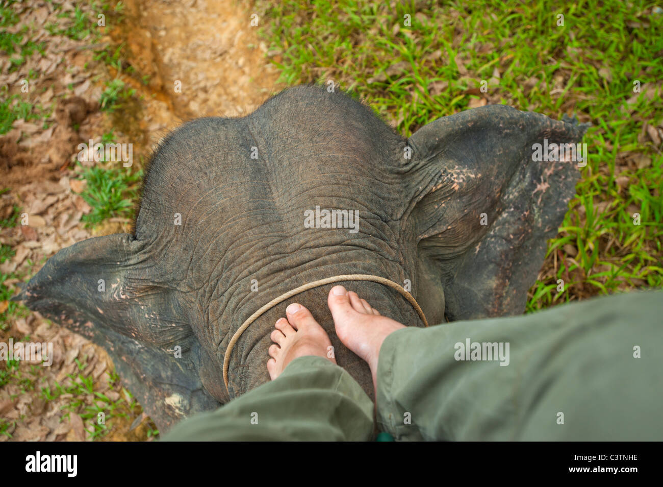 In groppa ad un elefante su un elefanti torna proprio forzerà ride spostare la guida di sterzo regola governare sterzo guida mahout elefant gamba gambe Foto Stock