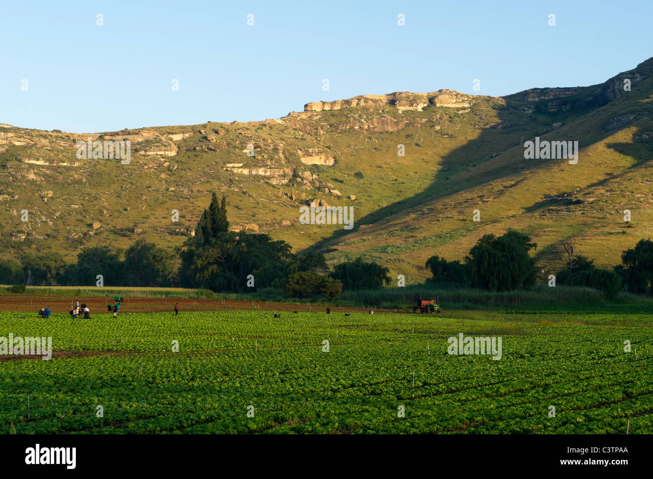 Agriturismo, Clarens, stato libero, Sud Africa Foto Stock