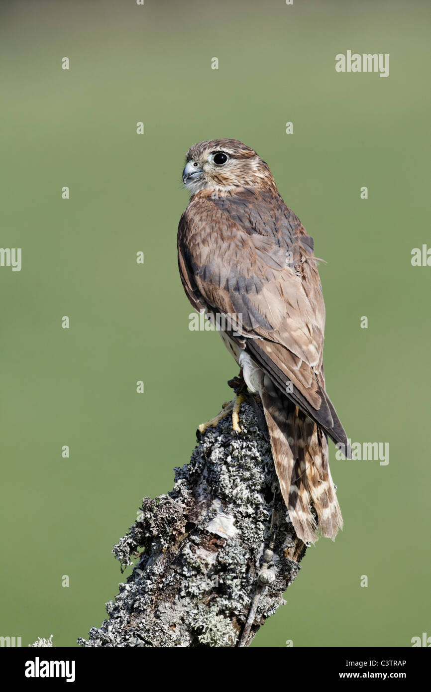 Merlin, Falco columbarius, unica donna sul post, captive, Aprile 2011 Foto Stock