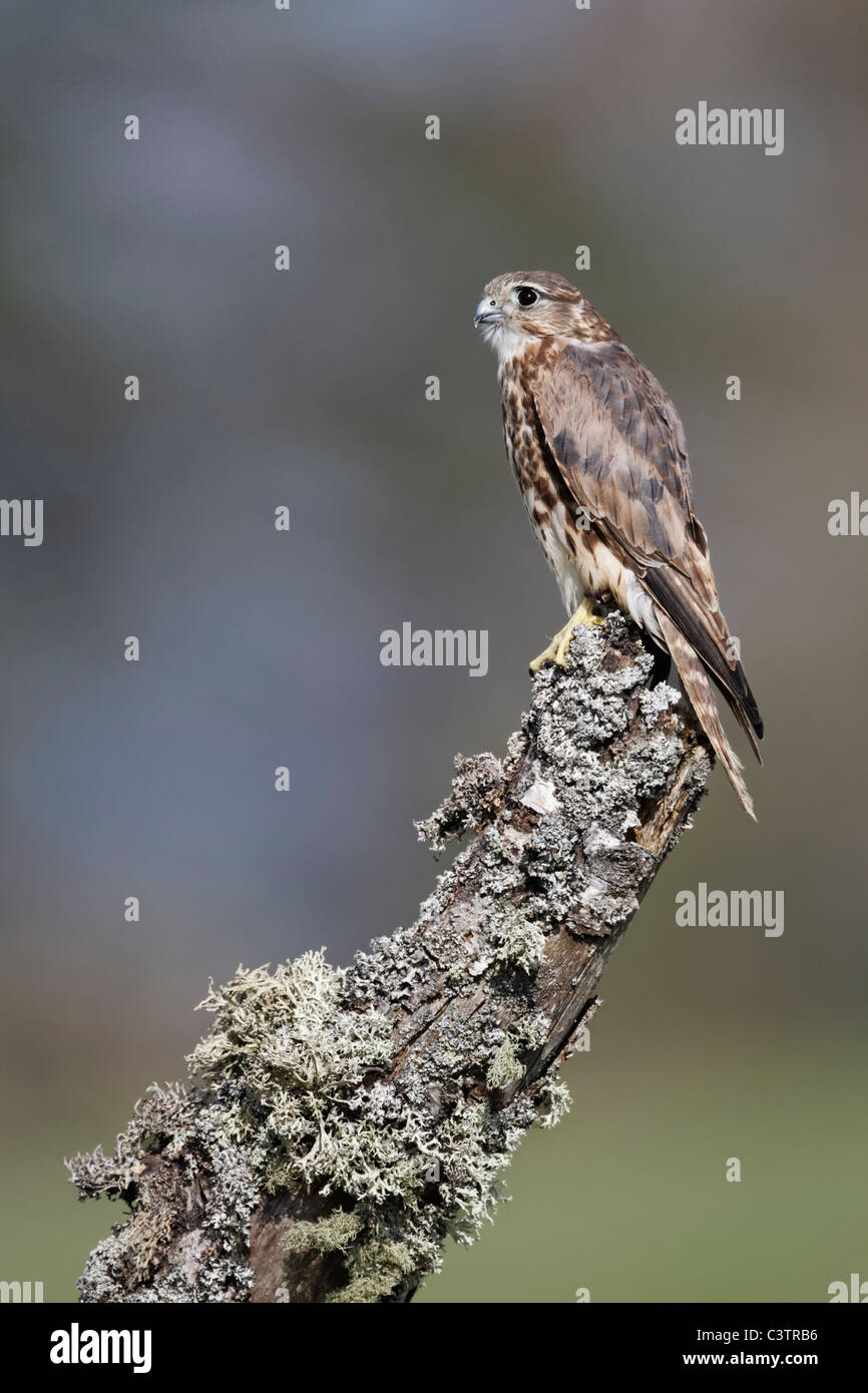 Merlin, Falco columbarius, unica donna sul post, captive, Aprile 2011 Foto Stock