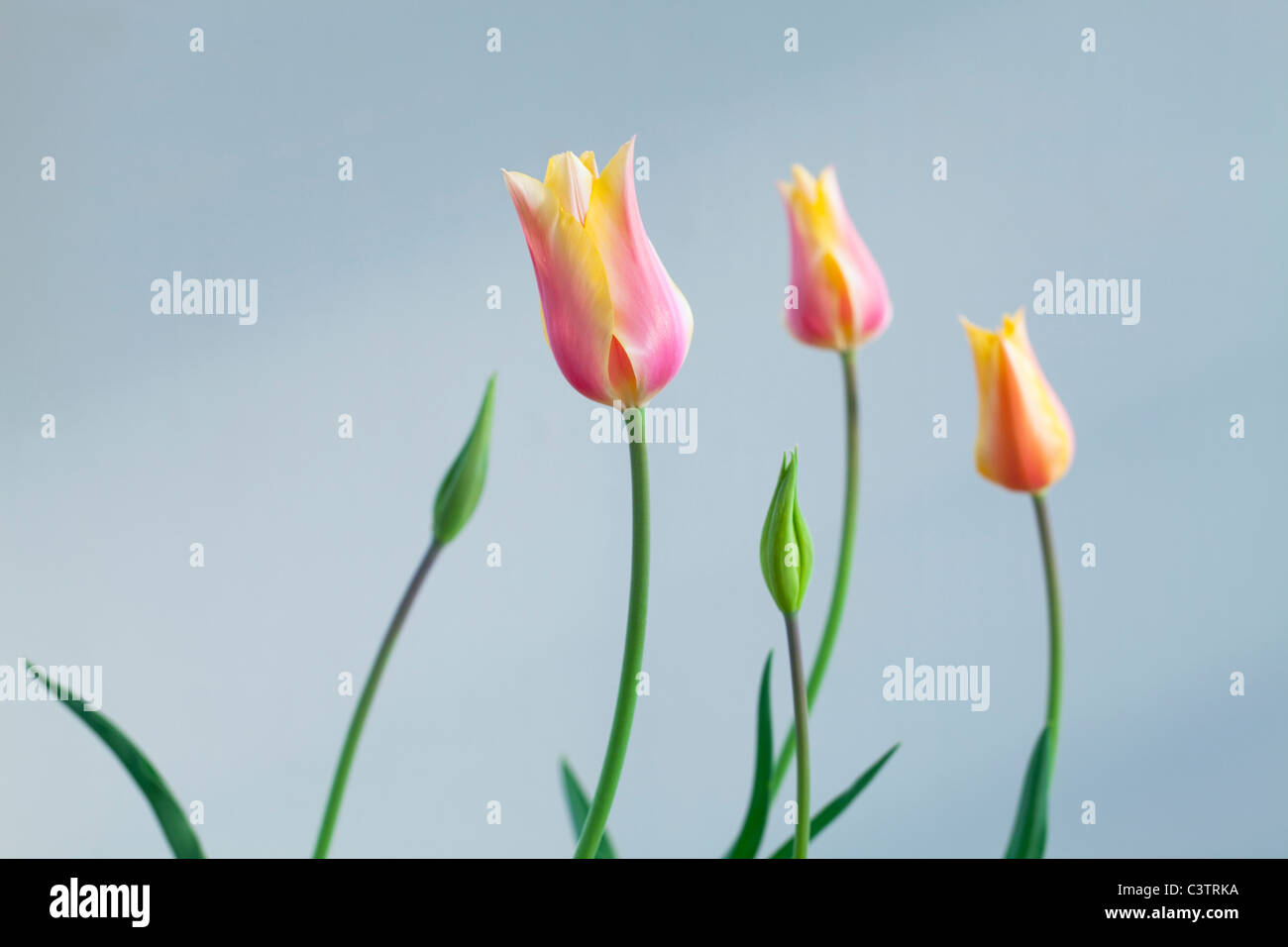 Tre tulipani Foto Stock