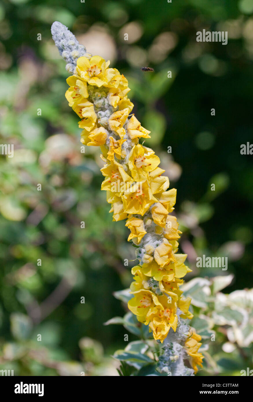 Molène Thapsus (grande/mullein mullein comune) Foto Stock