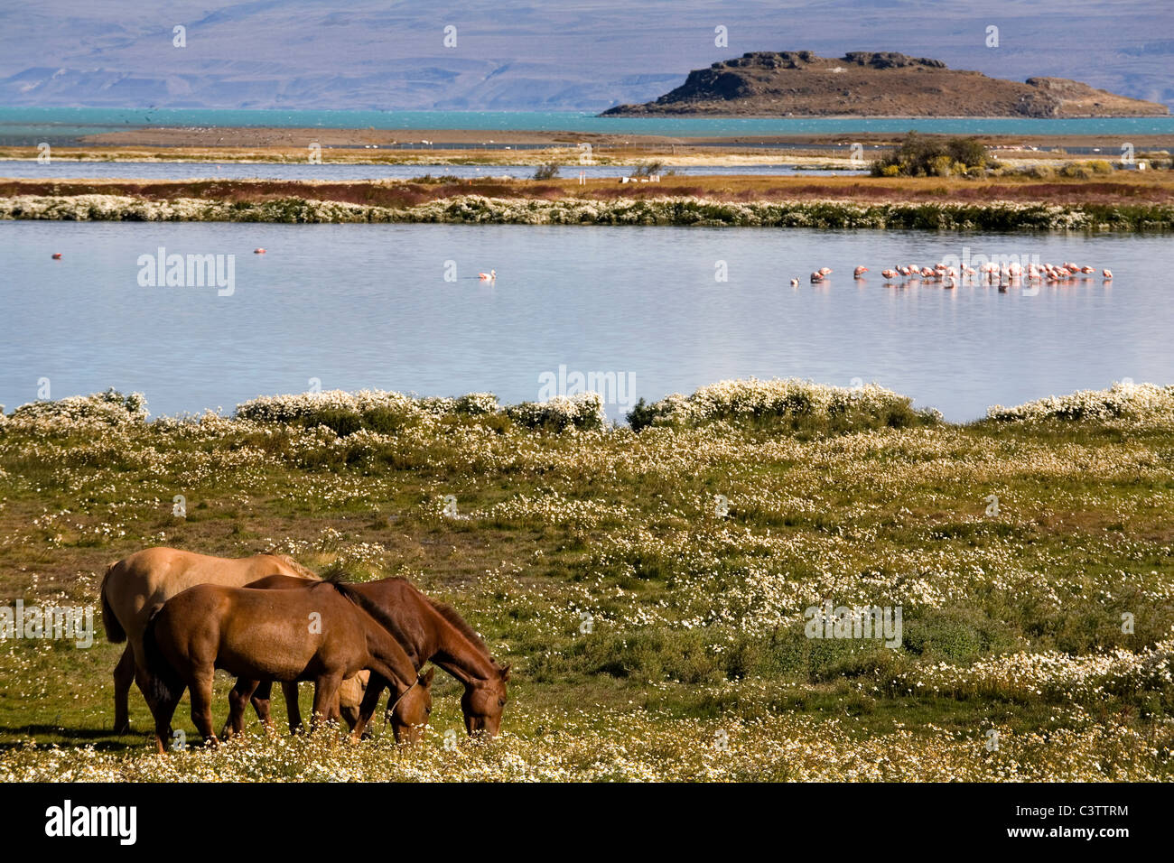 Cavalli selvaggi al Lago Argentino, El Calafate, Patagonia, Tierra del Fuego, Argentina Foto Stock