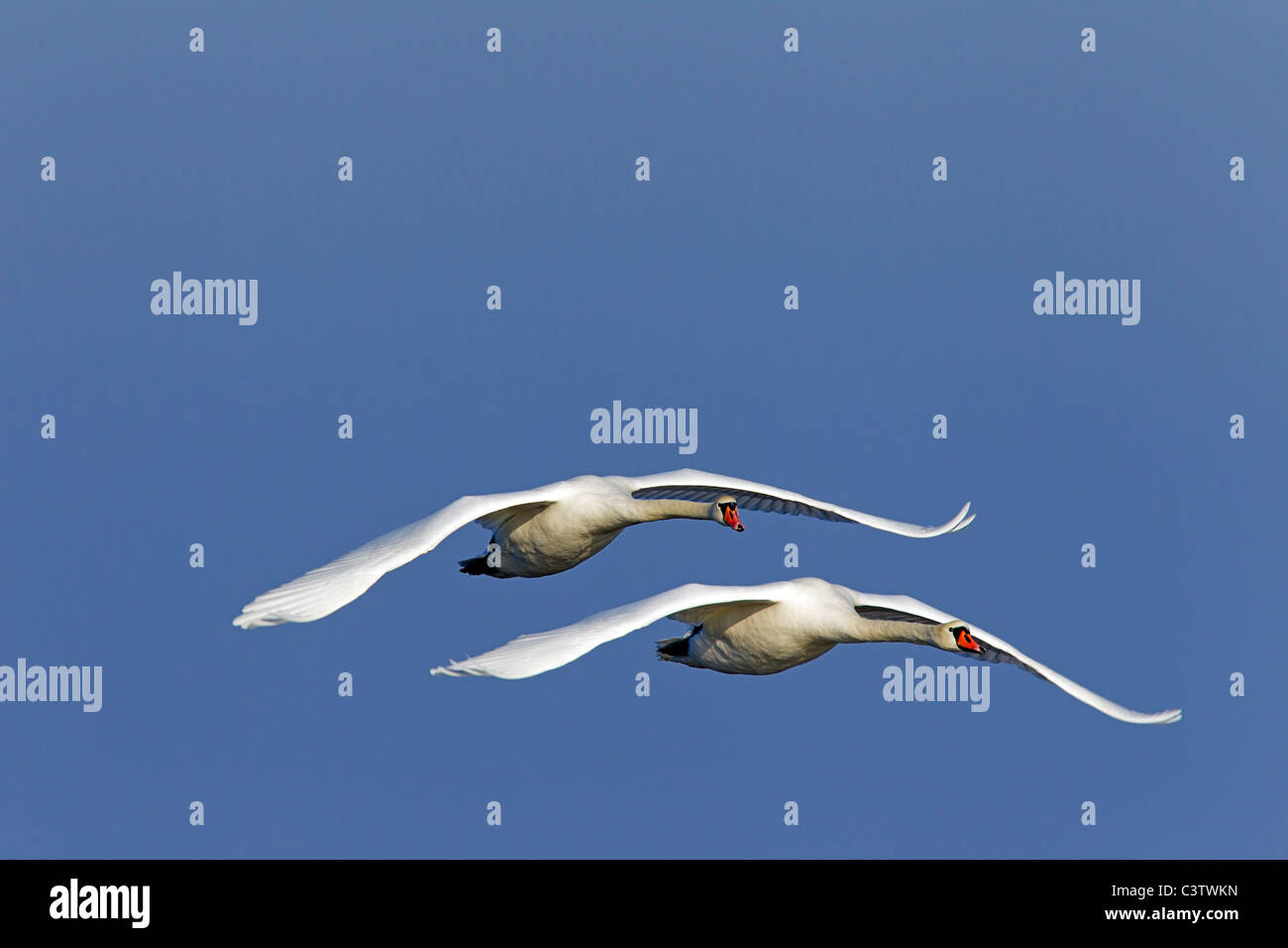 Due cigni (Cygnus olor) in volo in inverno, Germania Foto Stock