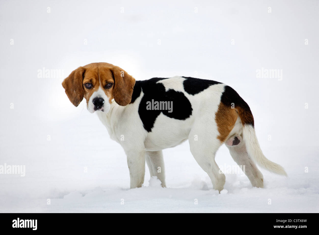 Beagle (Canis lupus familiaris) nella neve in inverno Foto Stock
