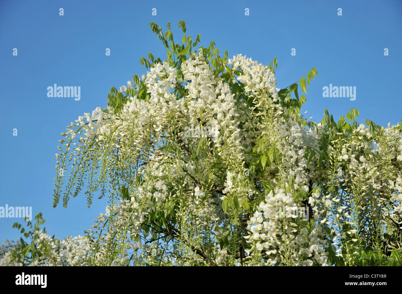 Fiore di glicine Foto Stock