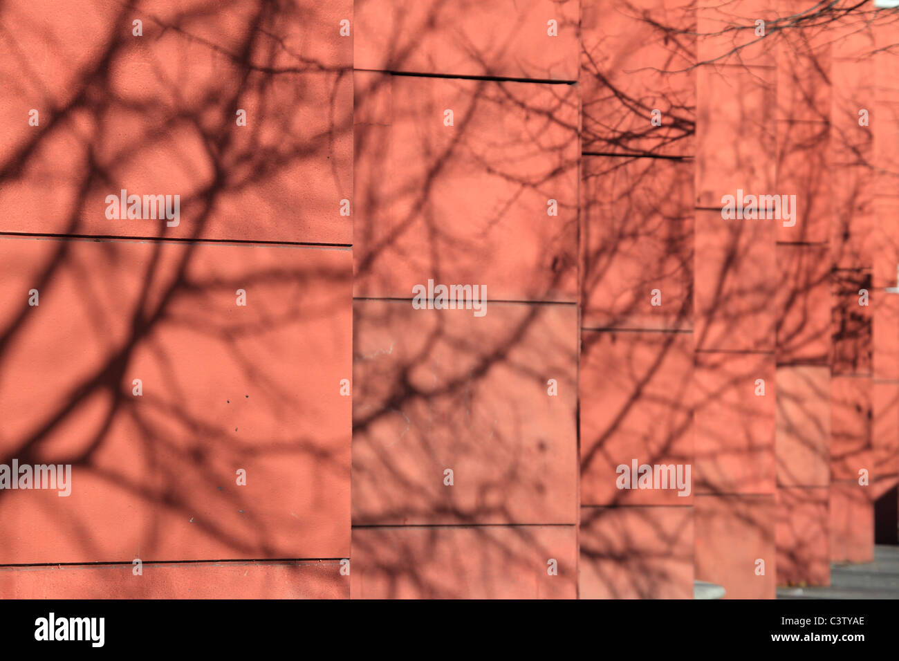 Il ramo ombra proiettata su una parete colorata prospettiva nella città di Nizza Foto Stock