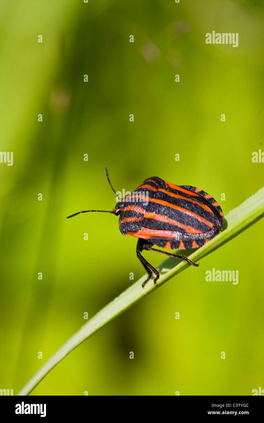 Nero a strisce arancioni bug, graphosoma lineatum, sul gambo verde Foto Stock