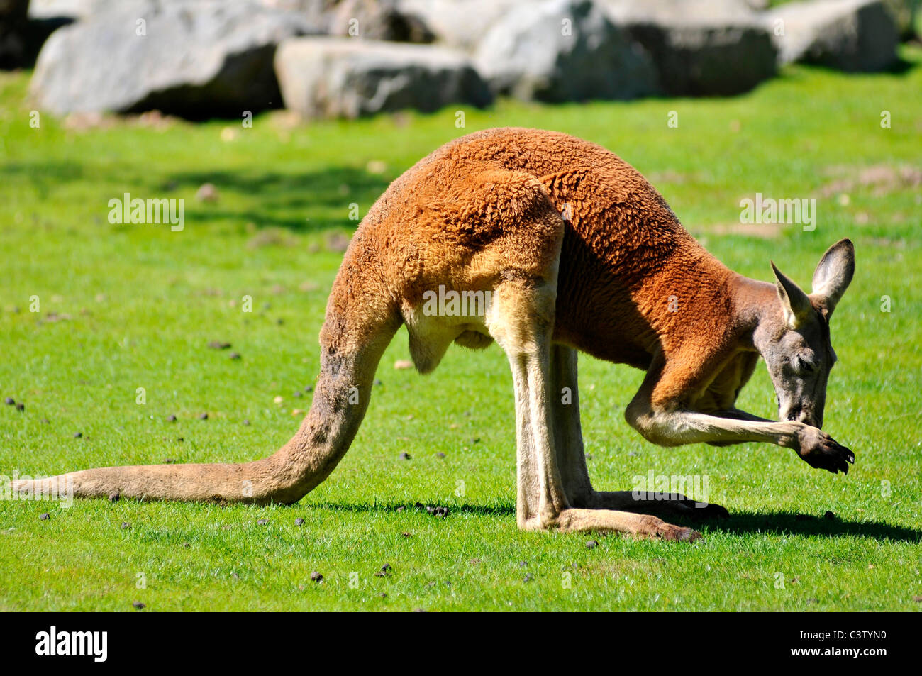 Closeup canguro rosso (Macropus rufus) sull'erba visto dal profilo, il naso nelle zampe anteriori Foto Stock