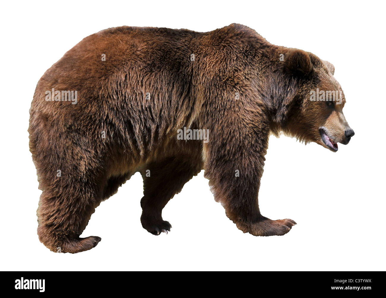 L'orso bruno (Ursus arctos) vista di profilo isolato su sfondo bianco Foto Stock