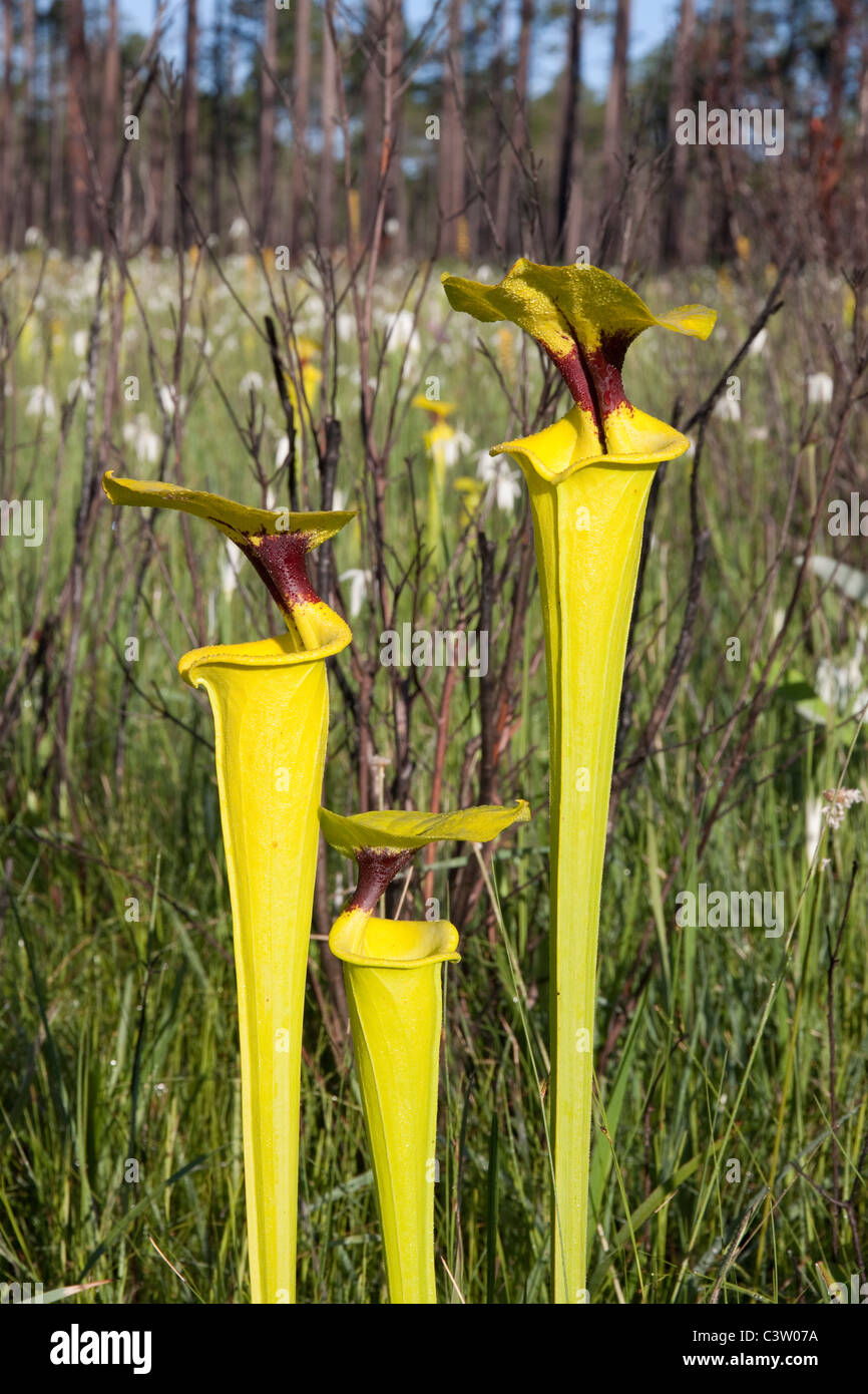 Pianta carnivora giallo o tromba brocca piante Sarracenia flava var rugelii Florida USA Foto Stock