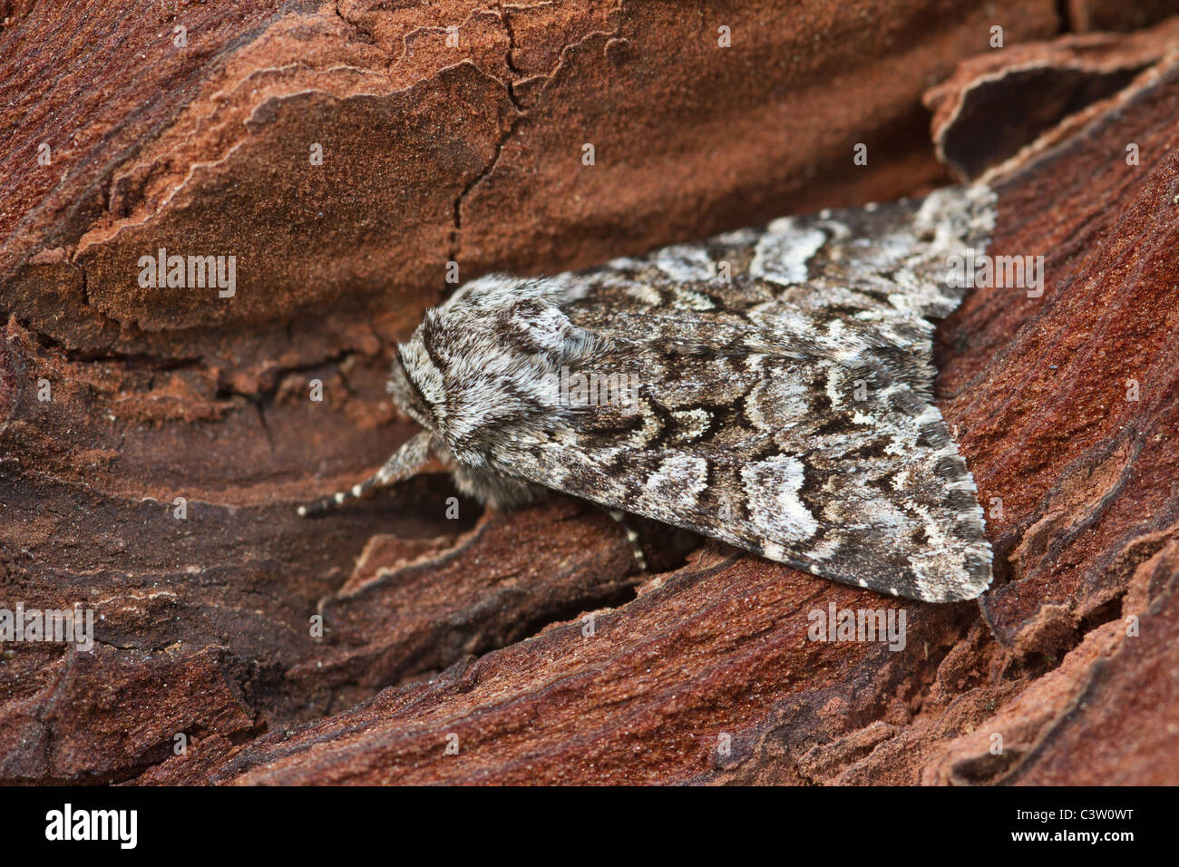 Glaucous cesoie (Papestra biren) moth Foto Stock