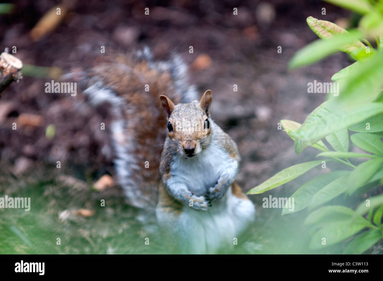 La fauna selvatica natura Sciurus Carolinensus scoiattolo grigio Greenwich Park City di Londra dadi dado mangiare REGNO UNITO Inghilterra England Foto Stock