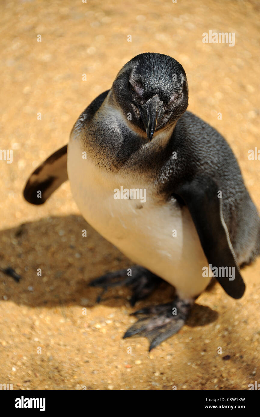 Blackfooted (Africa) pinguino. Foto Stock
