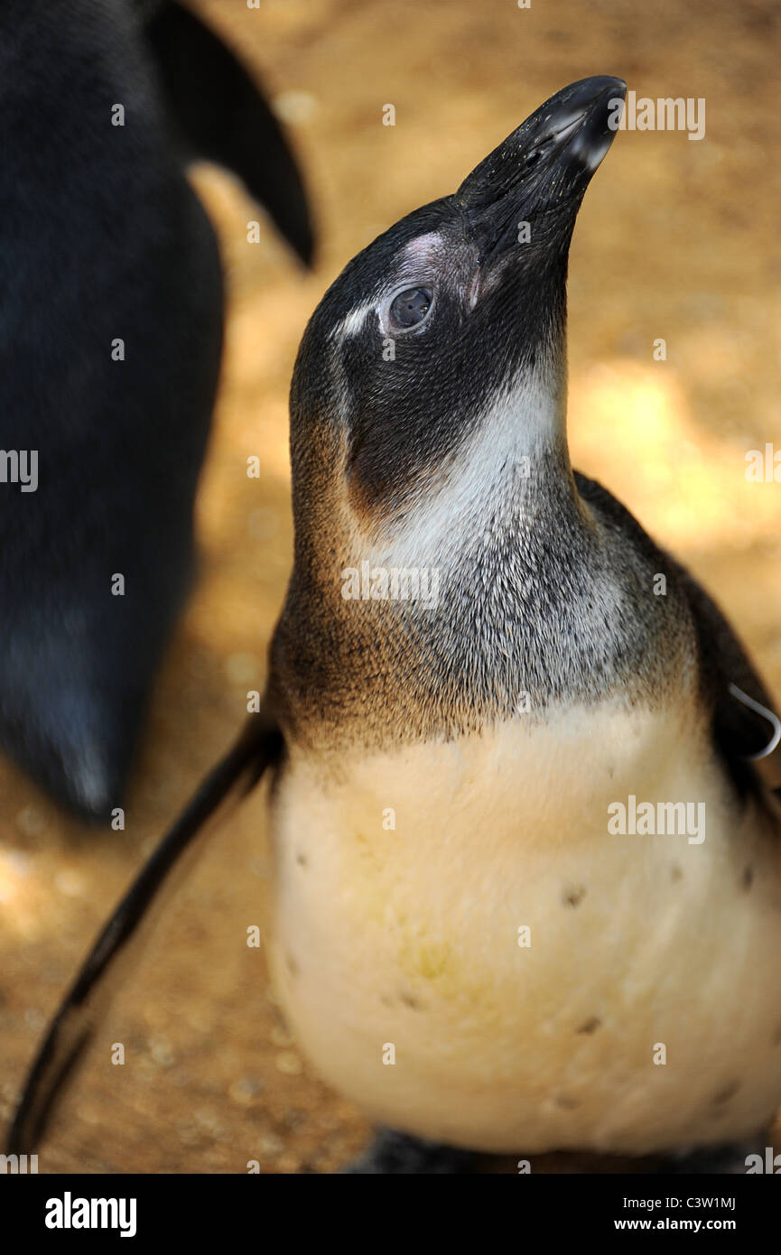 Blackfooted (Africa) pinguino. Foto Stock