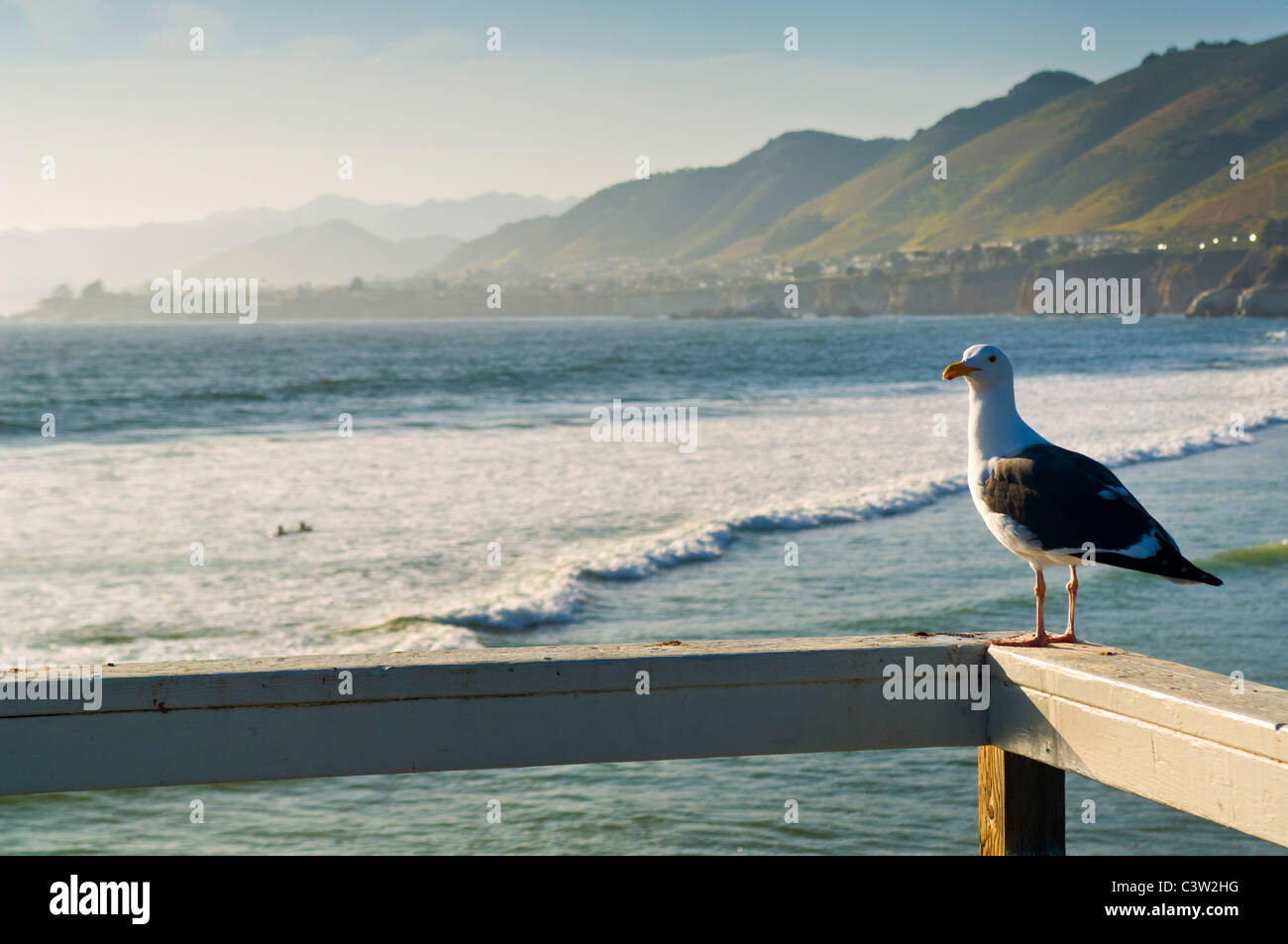 Seagull Camere che si affacciano sull'oceano a Pismo Beach in California Foto Stock