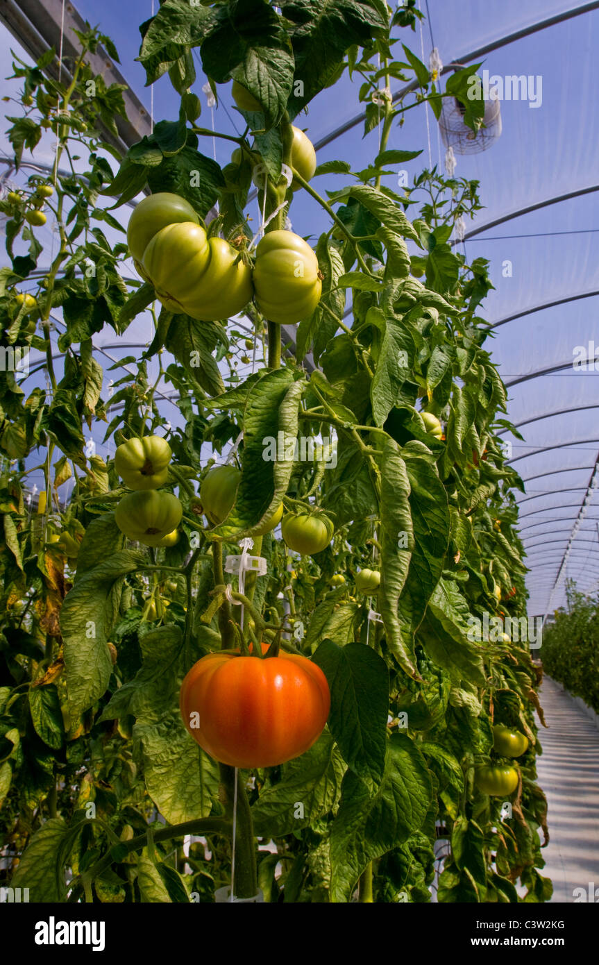Cimelio di freschi pomodori coltivazione idroponica in clima controllato serra, Linn la fattoria di famiglia, nei pressi di Cambria, California Foto Stock